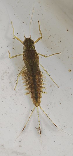 Mayfly nymph dorsal view wing buds paired gills.JPG