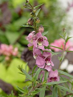 <i>Angelonia</i> Genus of flowering plants
