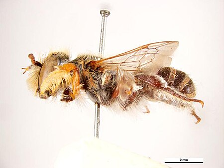 Tập_tin:Megachile_captionis_m.jpg