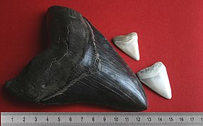 Dents de Carcharodon carcharias comparée à dent de mégalodon
