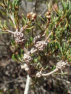 <i>Melaleuca clavifolia</i> Species of shrub