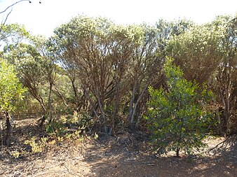 Habit near Ravensthorpe Melaleuca hamata (habit).JPG