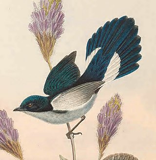 <span class="mw-page-title-main">Fan-tailed berrypecker</span> Species of bird