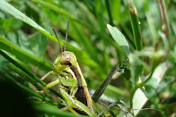 Grasshopper (Acrididae)