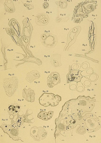 File:Memorie della Reale accademia delle scienze di Torino (1911) (14770963081).jpg