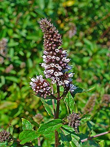 Mentha x piperita Inflorescences