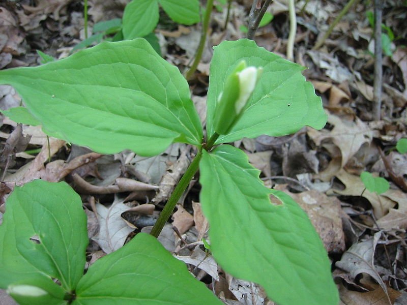 File:Michigan Trillium grandiflora bud.jpg