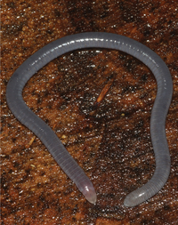 Microcaecilia dermatophaga