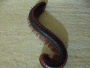 Centipede