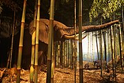 Salt Lick in the Bamboo Forest, African elephant