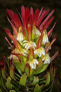 <i>Mimetes</i> Genus of shrubs in the family Proteaceae from South Africa