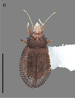 <i>Minitingis</i> Genus of true bugs