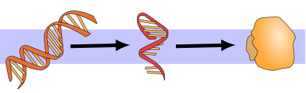 Image illustrates DNA, RNA, and protein synthesis. The first two are nucleic acids.