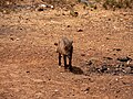 * Nomination Juvenile warthog in Mole National Park --MB-one 08:06, 30 May 2023 (UTC) * Decline  Oppose The motif is too small --> lack of detail --Poco a poco 11:53, 30 May 2023 (UTC)