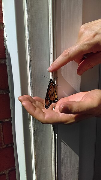 File:Monarch butterfly (Mr. Uppity) (42946207694).jpg