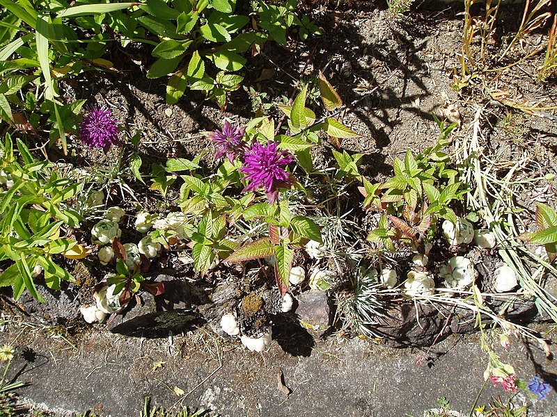 File:Monarda didyma Stokes (AM AK308568-3).jpg