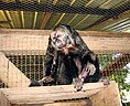 Monk saki monkey.jpg