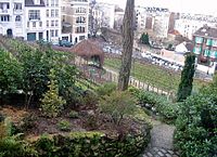 La vigne de Montmartre en hiver.