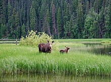 Western moose cow and calf in Bowron Lake Provincial Park Moose in Bowron Lake Provincial Park, BC (DSCF3986).jpg