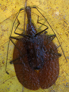 Mormolyce phyllodes, Gunung Mulu National Park.jpg