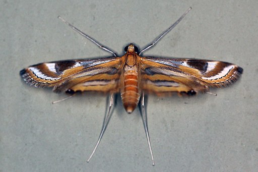 Moth (Eoophyla sp.)