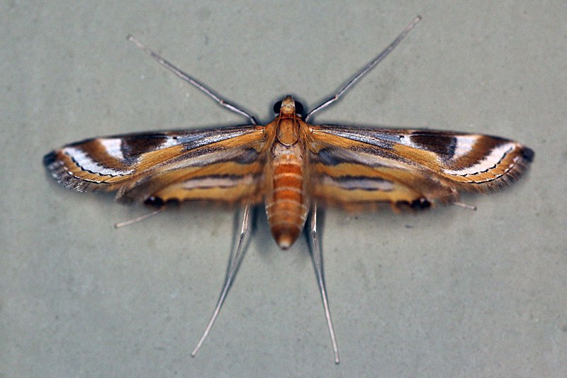 File:Moth (Eoophyla sp.).jpg