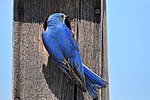 Thumbnail for File:Mountain Bluebird on Seedskadee National Wildlife Refuge (26781303030).jpg