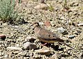 Mourning dove on Seedskadee National Wildlife Refuge (35284783882).jpg