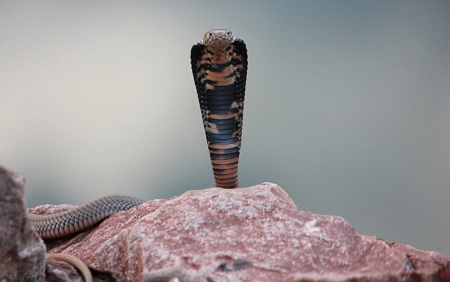 How long is a spitting cobra? According to Cape Snake Conservation