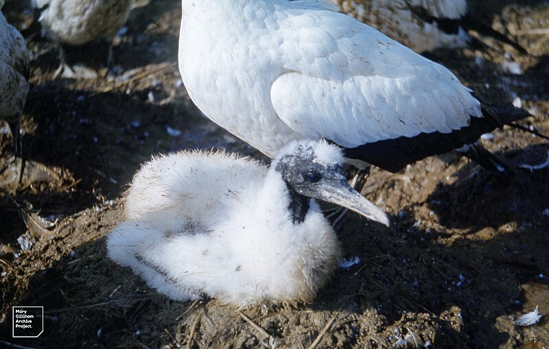 File:Muddy gannet chick. Cherry Kearton's Penguin Island. Lambert's Bay. May 1960 (35046721973).jpg