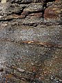 Mudshales (Ohio Shale, Upper Devonian; Glen Echo Ravine, Columbus, Ohio, USA) 6 (35871382803).jpg