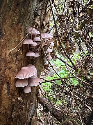 <i>Mycena clarkeana</i> Species of fungi