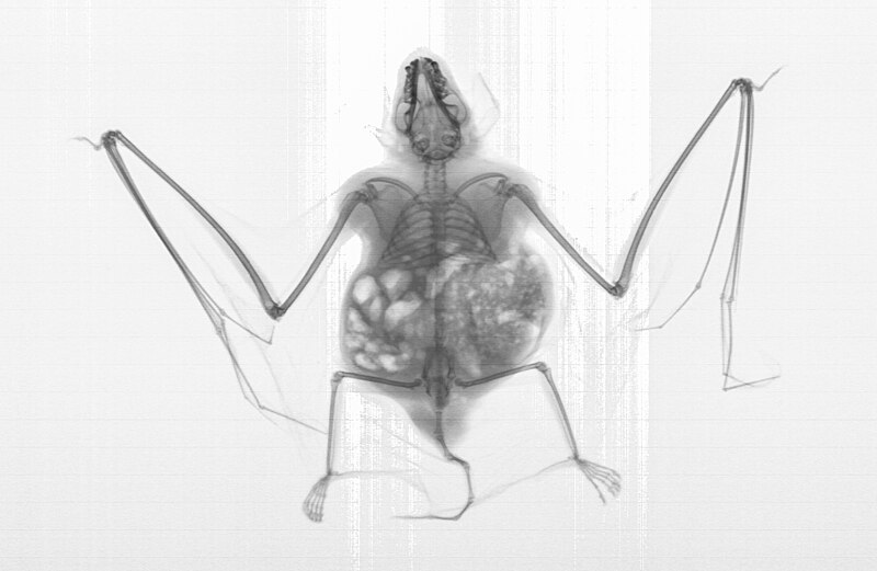 File:Myotis2-xray hg.jpg