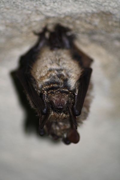 File:Myotis emarginatus.jpg