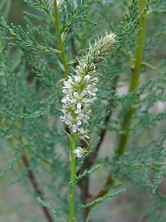 <i>Myricaria</i> Genus of Tamaricaceae plants