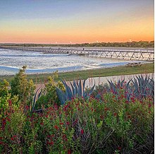 Native plants and grasses at NLand NLand Lagoon Native Plants Environment.jpg