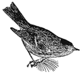 Thumbnail for File:NSRW Ruby-Crowned Kinglet.png