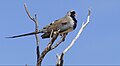 Namaqua Dove (Oena capensis) male ... (46054777052).jpg