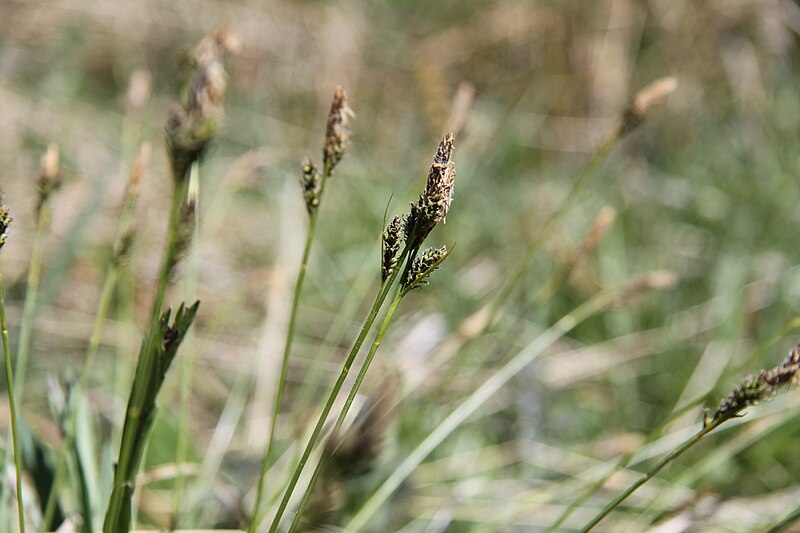 File:Natural reserve Nad Zavirkou in 2011 (31).JPG