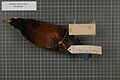 Naturalis Biodiversity Center - RMNH.AVES.1311 2 - Paradisaea rudolphi rudolphi (Finsch, 1885) - Paradisaeidae - bird skin specimen.jpeg