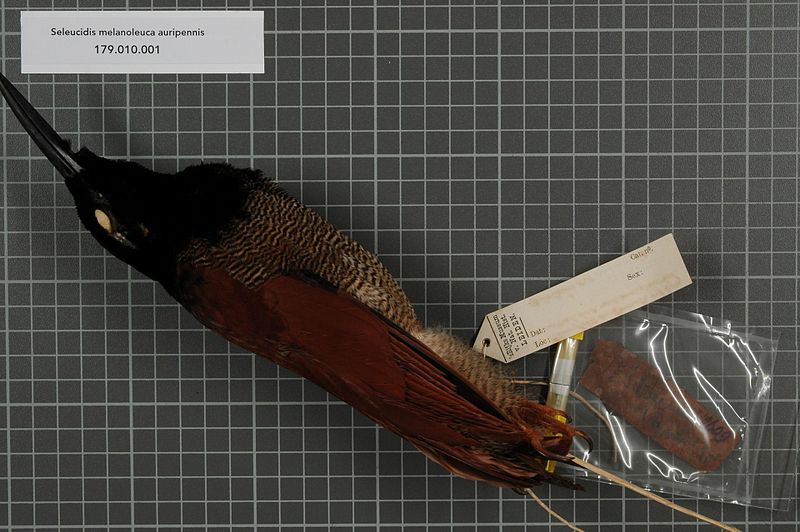 File:Naturalis Biodiversity Center - RMNH.AVES.140527 1 - Seleucidis melanoleuca auripennis Schluter, 1911 - Paradisaeidae - bird skin specimen.jpeg