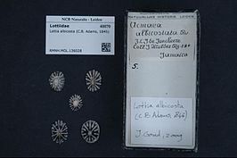 Lottia albicosta