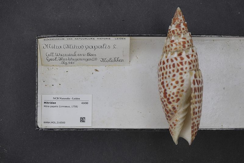 File:Naturalis Biodiversity Center - RMNH.MOL.216560 - Mitra papalis (Linnaeus, 1758) - Mitridae - Mollusc shell.jpeg