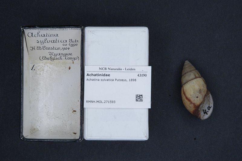 File:Naturalis Biodiversity Center - RMNH.MOL.271593 - Achatina sylvatica Putzeys, 1898 - Achatinidae - Mollusc shell.jpeg