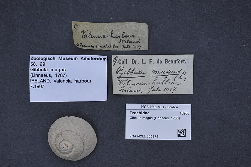 File:Naturalis Biodiversity Center - ZMA.MOLL.306979 - Gibbula magus (Linnaeus, 1758) - Trochidae - Mollusc shell.jpeg