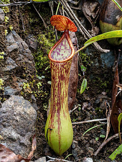 <i>Nepenthes cornuta</i> Species of pitcher plant from the Philippines