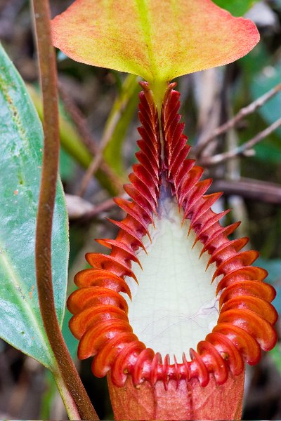 File:Nepenthes edwardsiana ASR 052007 tambu.jpg