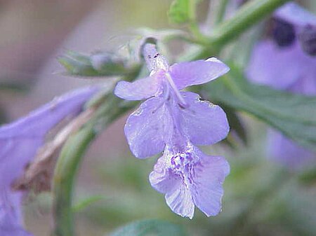 Tập_tin:Nepeta_sibirica0.jpg