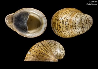 <i>Neripteron cornucopia</i> Species of gastropod