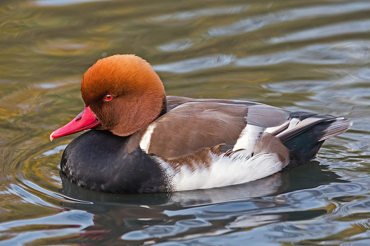 Lalsar bird